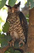 Spot-bellied Eagle-Owl