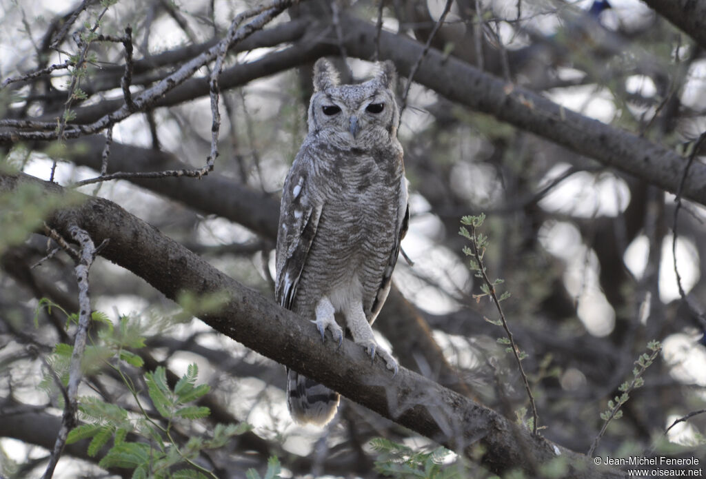 Greyish Eagle-Owl