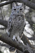 Greyish Eagle-Owl