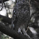 Grand-duc vermiculé