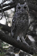 Greyish Eagle-Owl