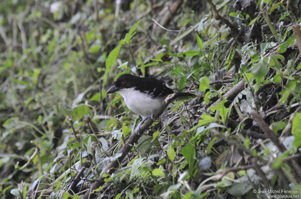 Great Antshrike male