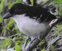 Great Antshrike