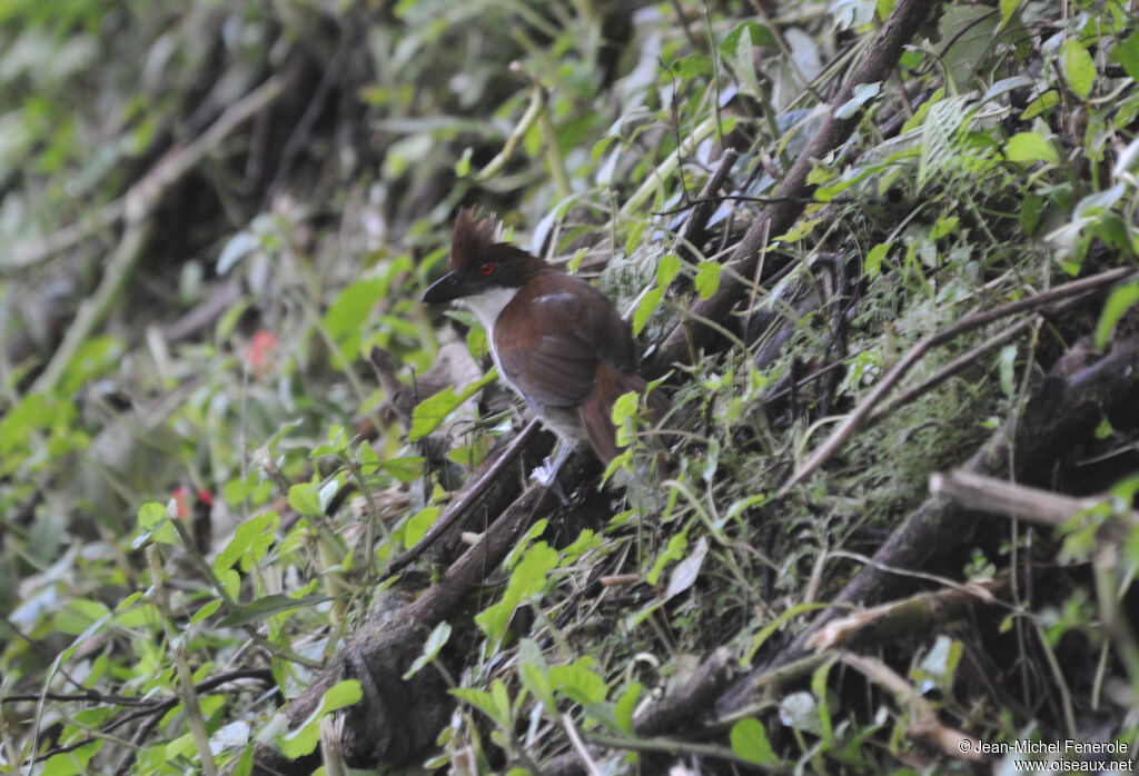 Great Antshrike female