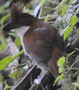 Great Antshrike