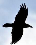 Northern Raven