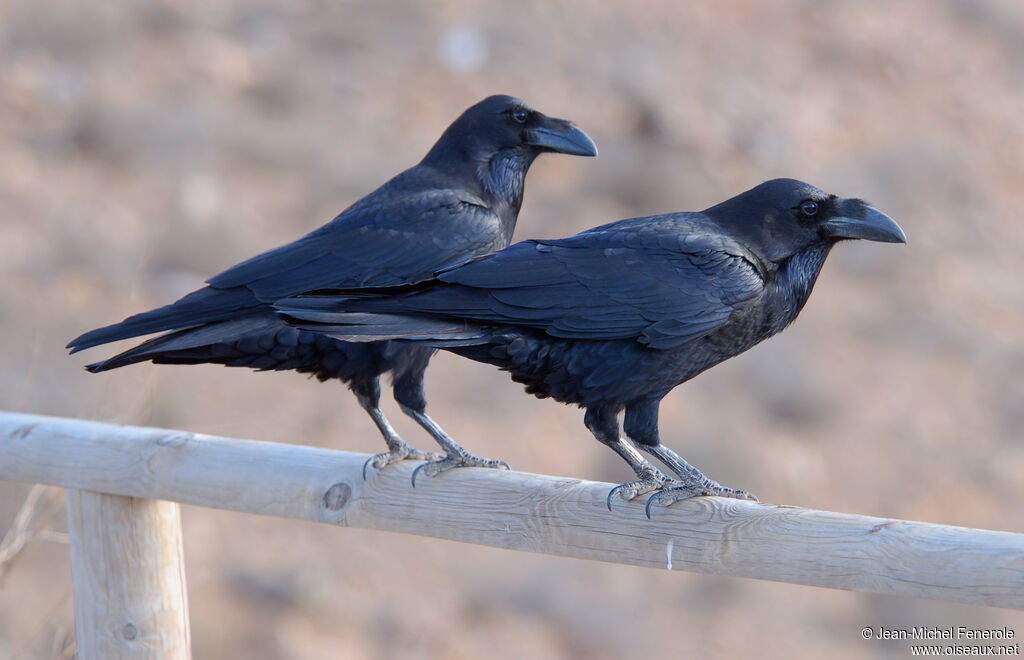 Northern Raven