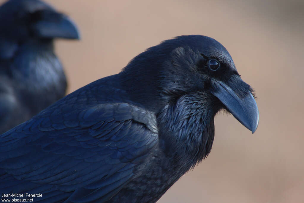 Northern Ravenadult, close-up portrait