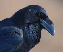 Northern Raven