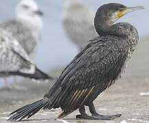 Great Cormorant