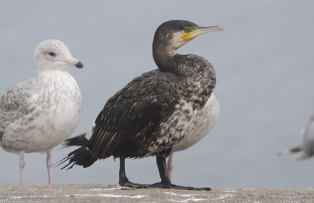 Great Cormorant