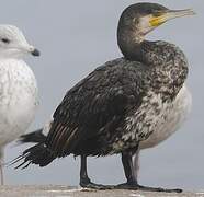 Great Cormorant