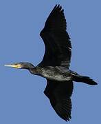 Grand Cormoran