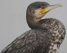 Great Cormorant