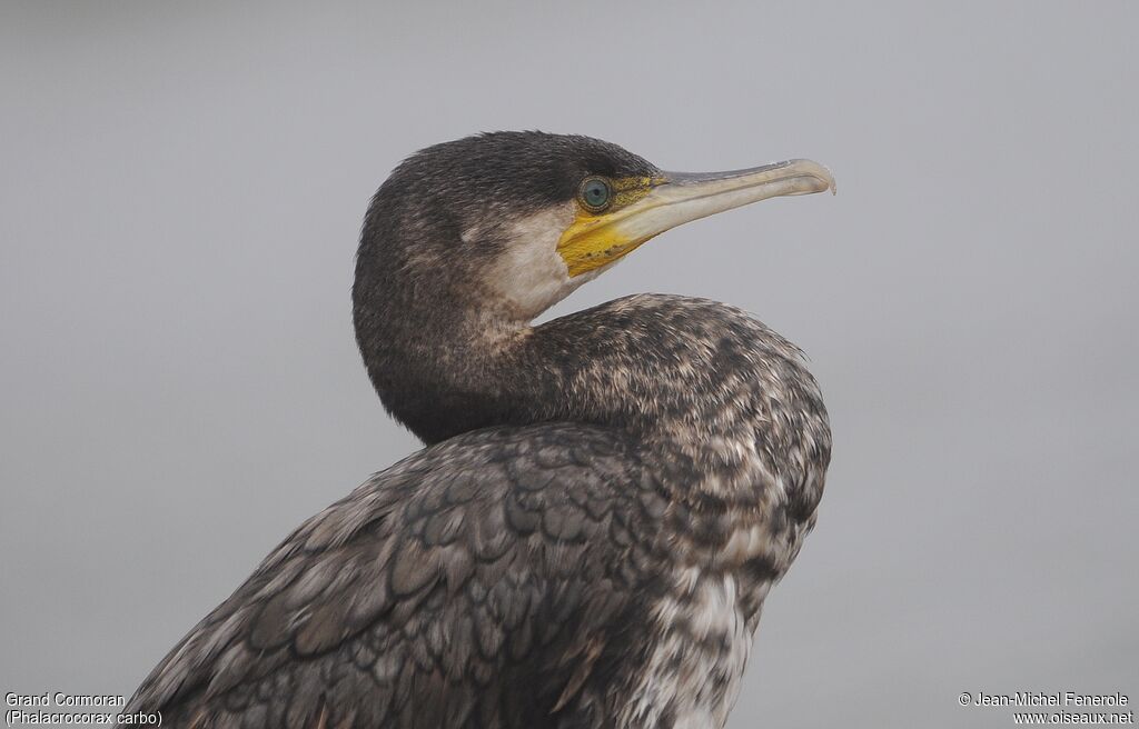 Great Cormorant