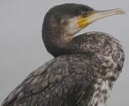 Grand Cormoran