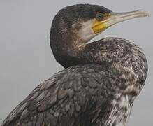 Great Cormorant