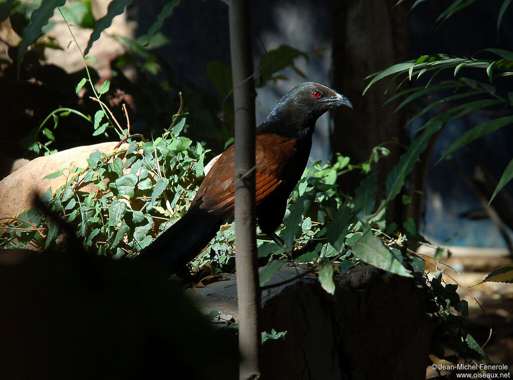 Greater Coucal