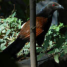 Grand Coucal