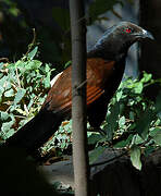 Greater Coucal