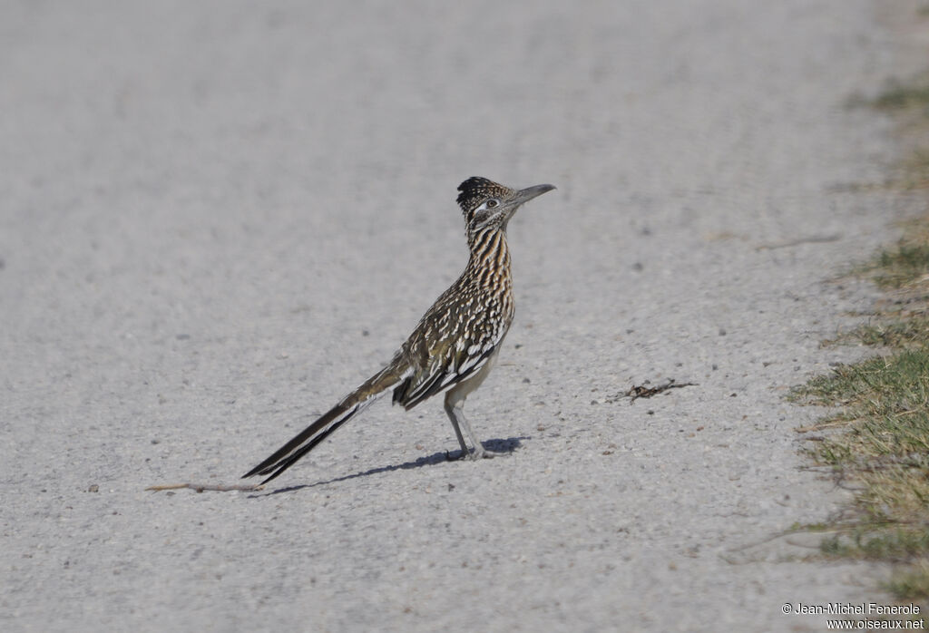 Greater Roadrunner