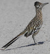 Greater Roadrunner