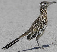 Greater Roadrunner