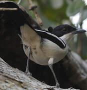 Tropical Boubou