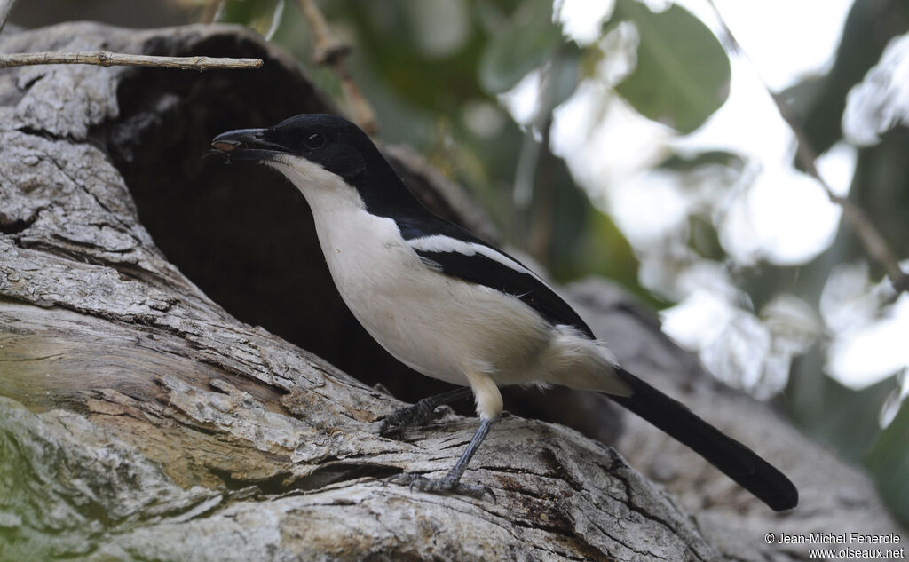 Tropical Boubou