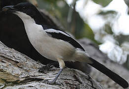 Tropical Boubou