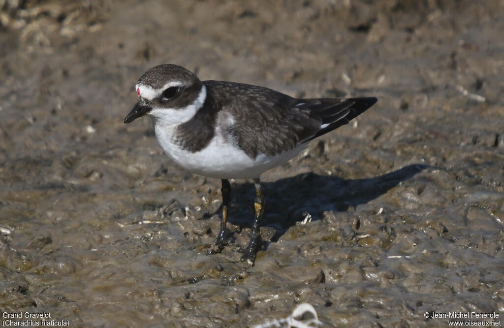 Common Ringed Plover