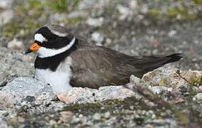 Common Ringed Plover