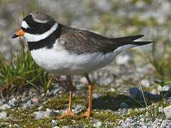Common Ringed Plover