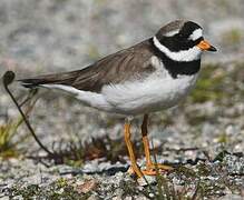 Common Ringed Plover