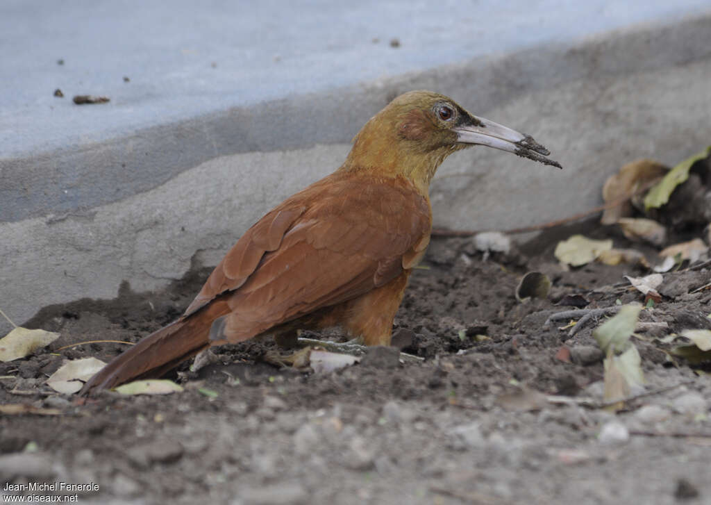 Great Rufous Woodcreeperadult