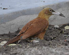 Great Rufous Woodcreeper