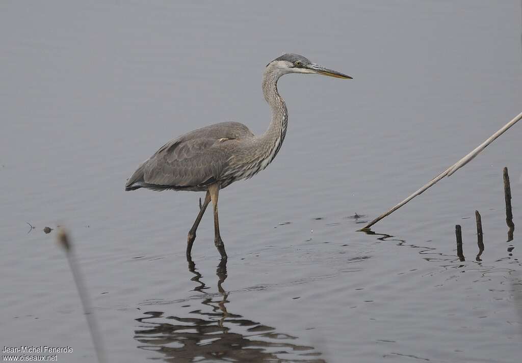 Grand Héronimmature, identification