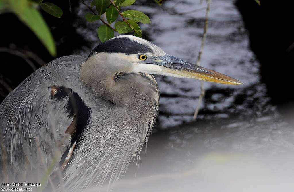 Grand Héron, portrait