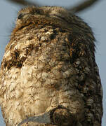 Great Potoo