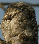 Great Potoo