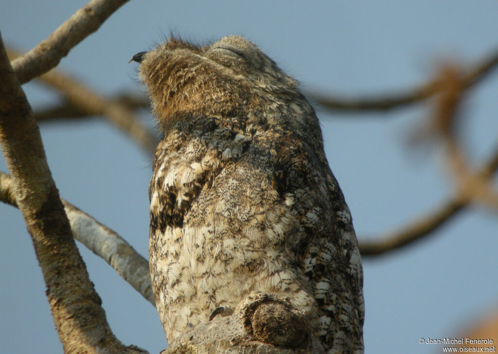 Great Potoo