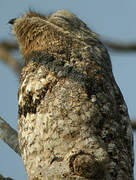 Great Potoo