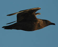 Great Skua