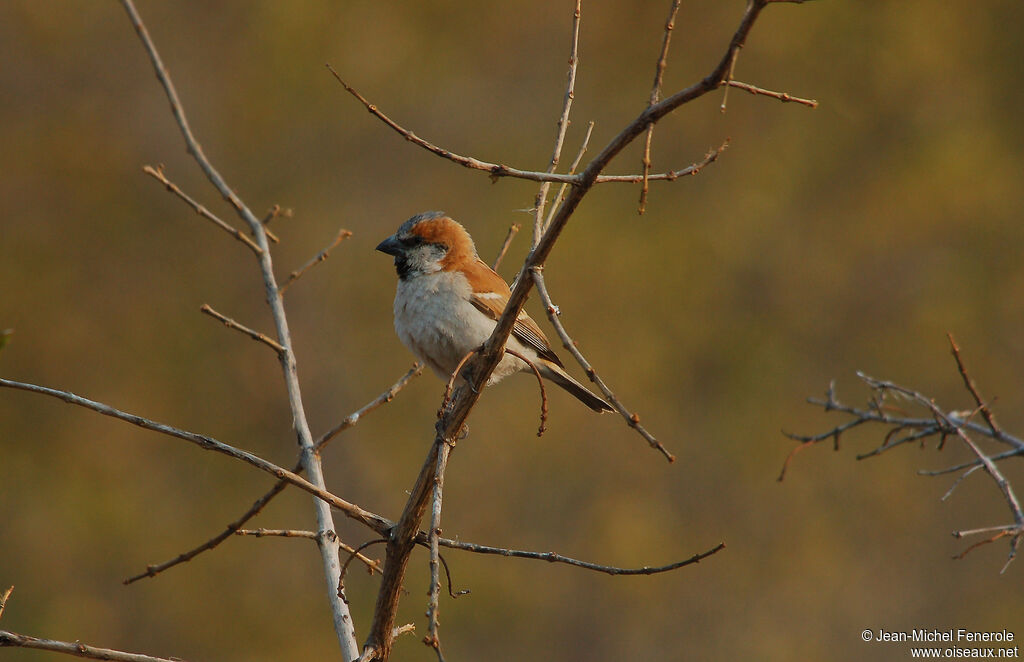 Great Sparrowadult, identification