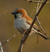 Great Sparrow