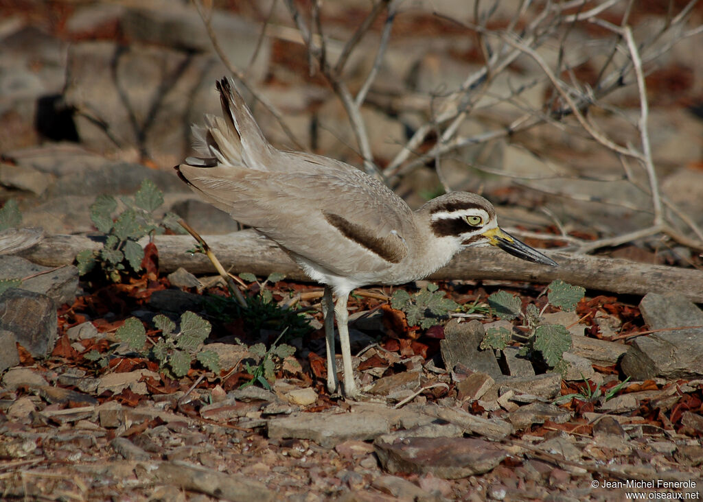 Great Stone-curlew