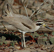 Great Stone-curlew