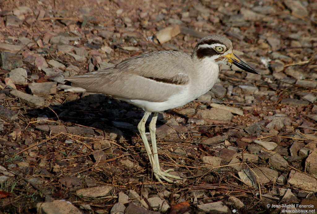 Great Stone-curlew