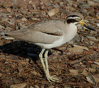 Great Stone-curlew