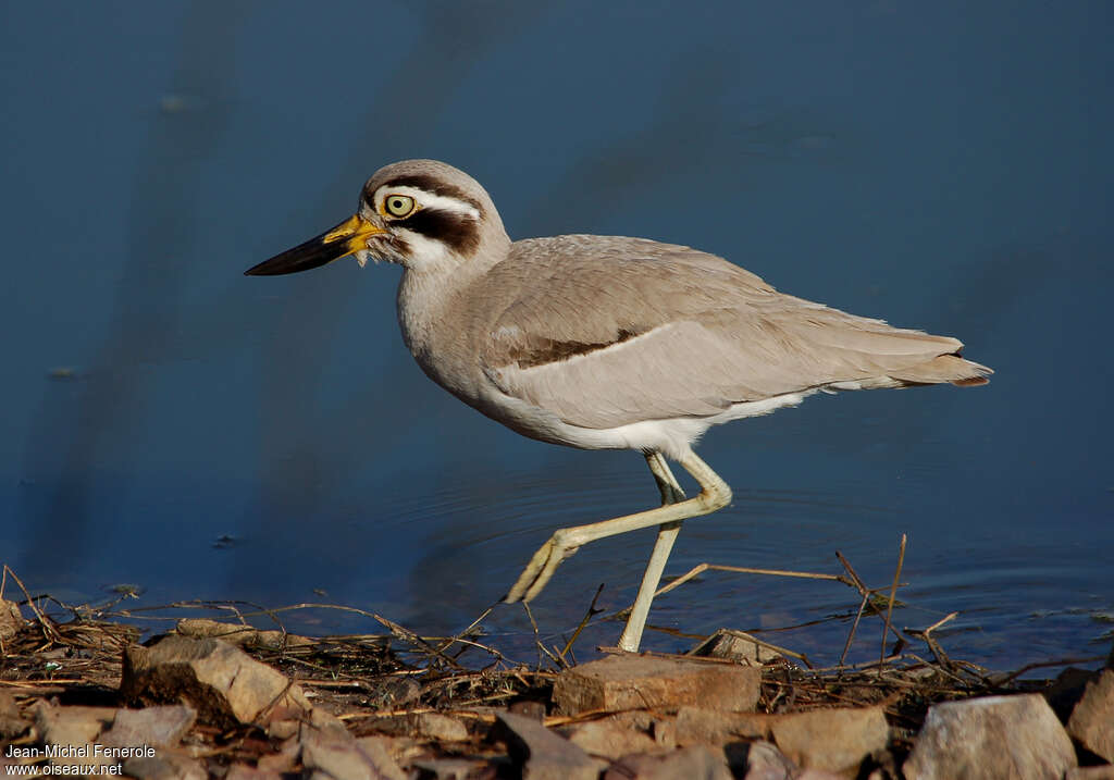 Great Stone-curlew